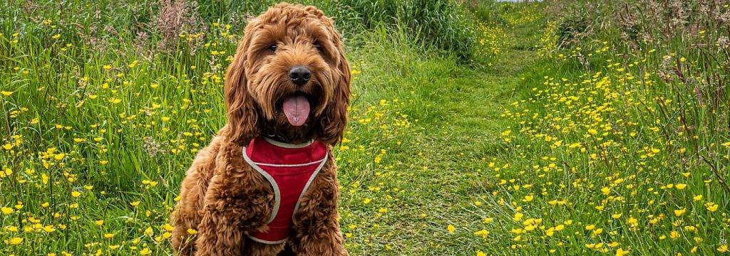 coca pu - Qué es un Cockapoo y cómo se obtiene como raza de perro