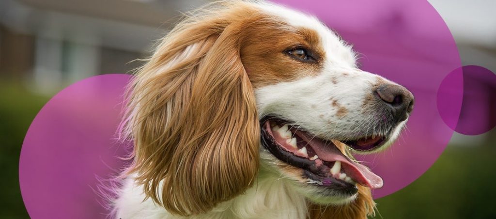 cocker grande - Cuáles son los tipos de cocker spaniel que existen