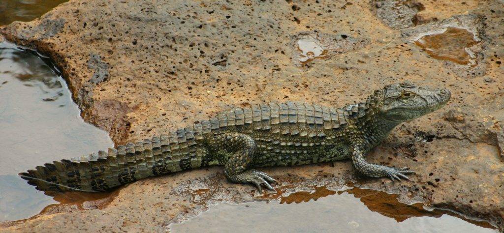 cocodrilo o lagarto - Diferencias clave entre cocodrilos y lagartos