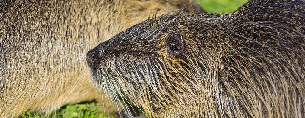 coipo y capibara - Impactos del coipú como especie invasora en España