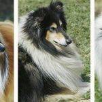 Collie de pelo largo: características y fotos