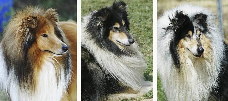 collie de pelo largo - Collie de pelo largo: características y fotos