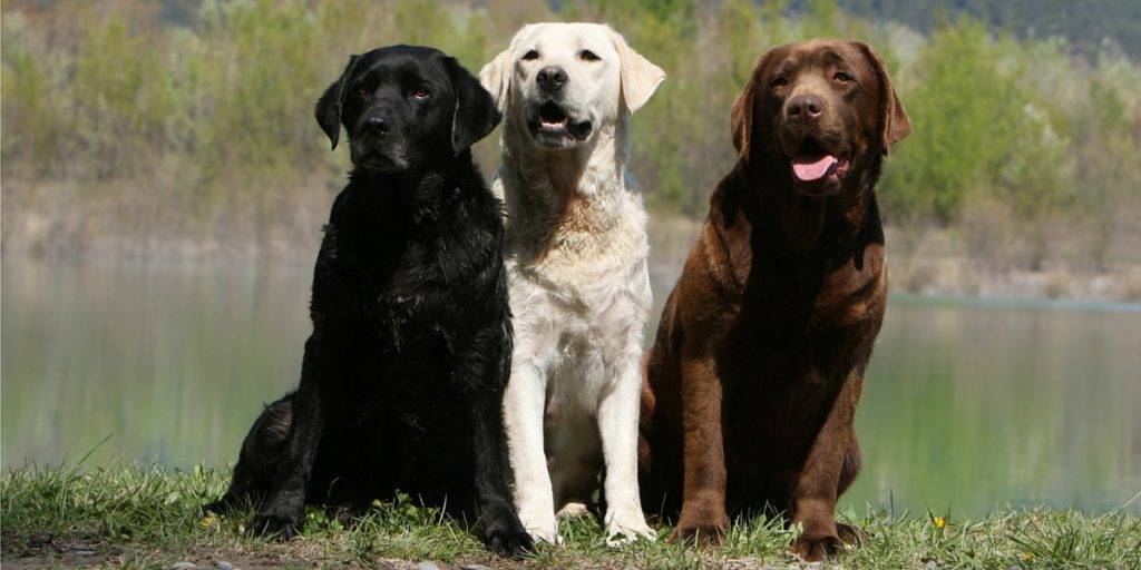 color labrador - Cuáles son los colores típicos del Labrador Retriever