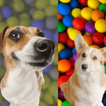 Qué colores pueden ver mejor los perros