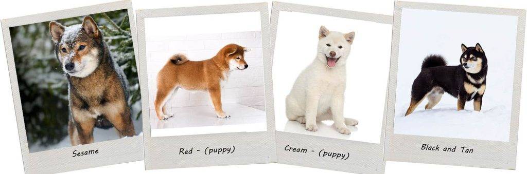 colores shiba inu - Colores del Shiba Inu, como el rojo característico