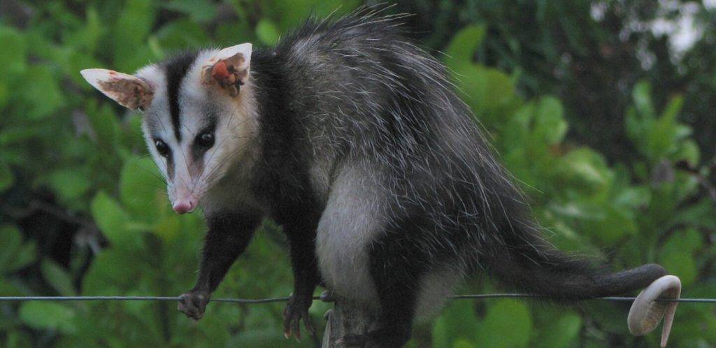 comadrejas que comen - Cuál es la dieta de las comadrejas en su medio natural