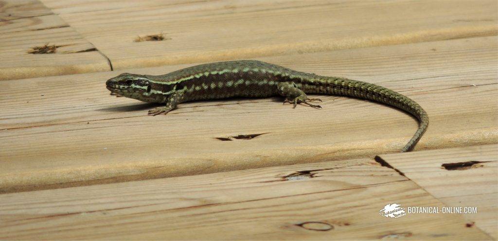 comen las lagartijas - Alimentación y cuidados de las lagartijas como mascotas