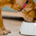 Dieta casera para perros con insuficiencia renal