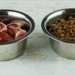 Cómo preparar recetas caseras para perros sin dientes