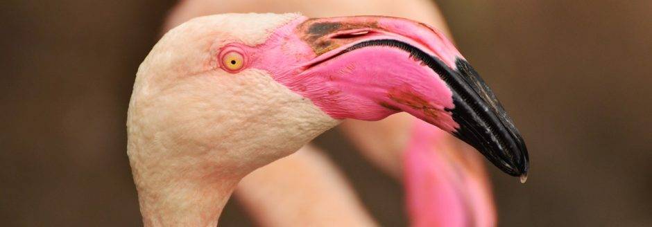 comida flamencos - Qué tipo de alimentos consumen los flamencos