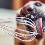 Qué alimentos pueden comer los perros Conoce los 10 seguros