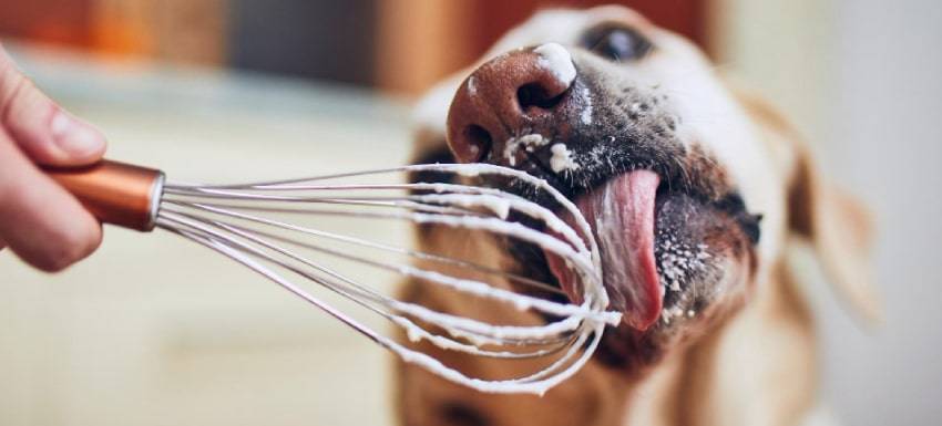 comida humana para perros - Qué alimentos pueden comer los perros Conoce los 10 seguros