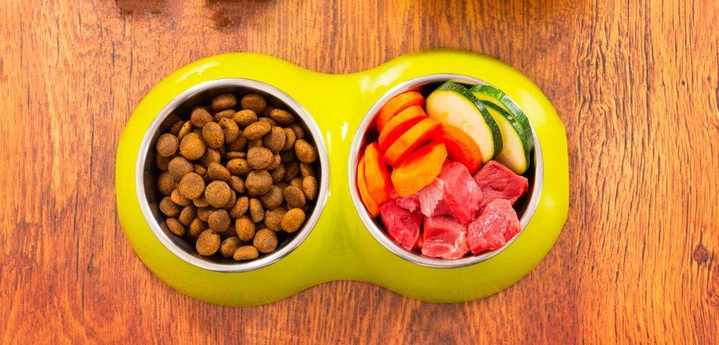 comida para perros con omega 3 1 - Qué alimentos para perros son ricos en omega 3