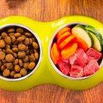 Qué alimentos para perros son ricos en omega 3