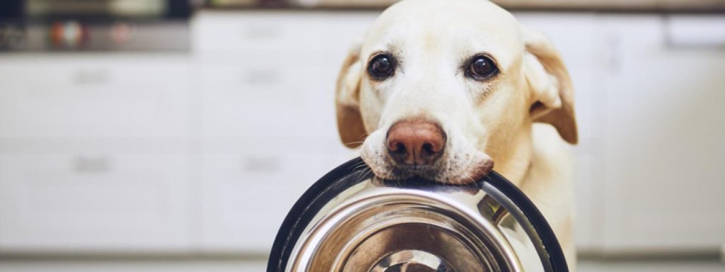 como ablandar el pienso de mi perro - Cómo hacer que tu perro coma pienso más fácilmente