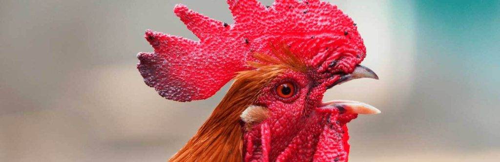 como acabar con los piojos de las gallinas - Cómo eliminar piojos en gallinas de forma efectiva