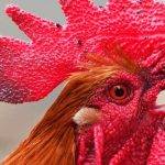 Cómo eliminar piojos en gallinas de forma efectiva