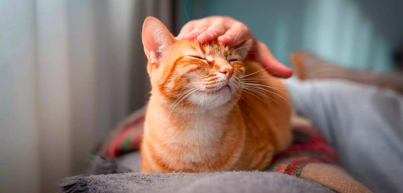 Cómo lograr que un gato asustado confíe en ti
