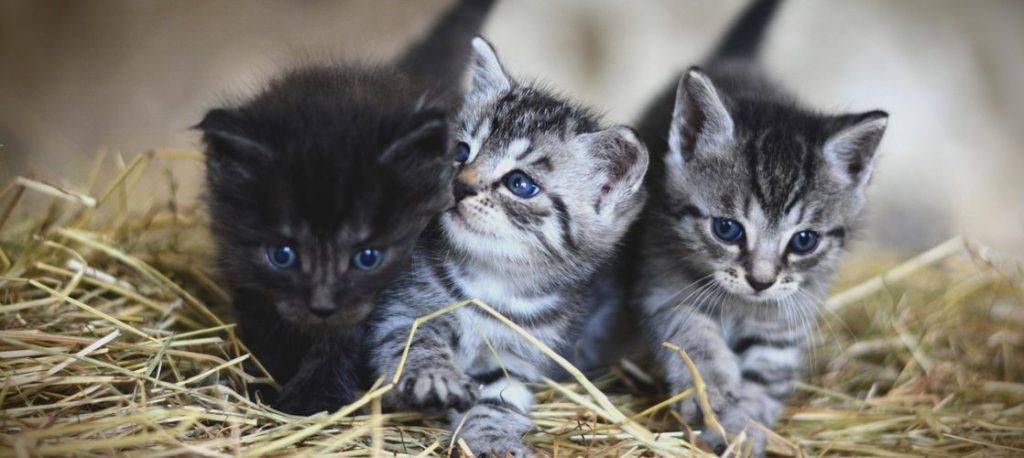 como adaptar un gato a otro gato - Cómo se puede adaptar un gato a la convivencia con otro gato en casa