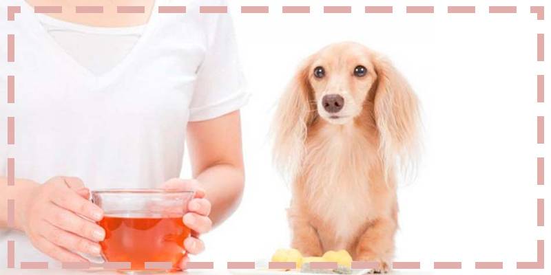 como banar a un perro con vinagre de manzana - Bañar al perro con vinagre de manzana es beneficioso