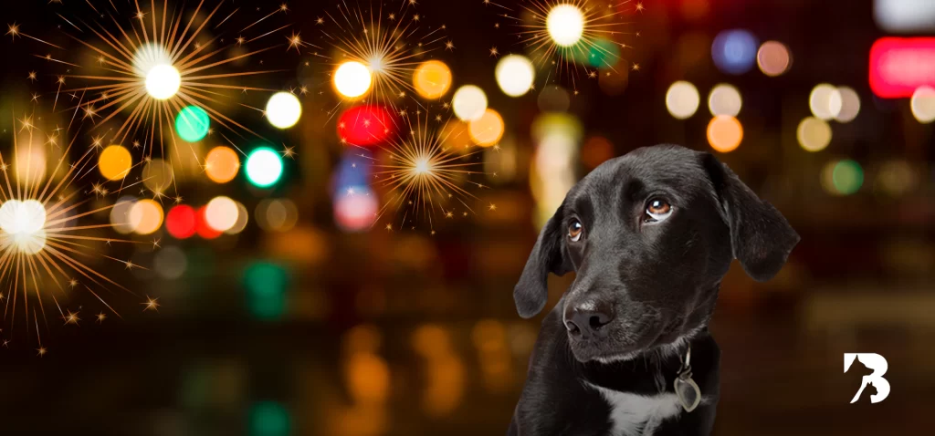 como calmar a un perro asustado - Cómo tranquilizar a un perro que está asustado