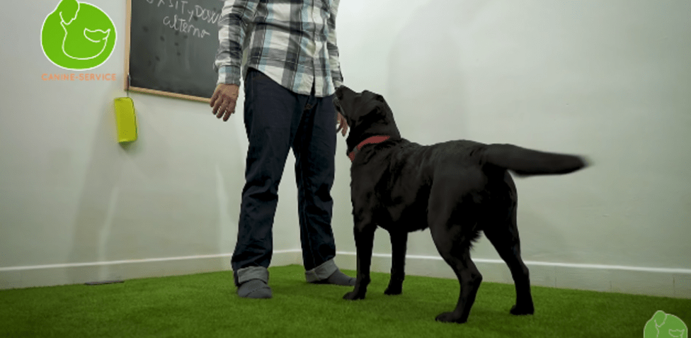 como cansar a un perro - Cómo cansar a un perro hiperactivo de forma positiva