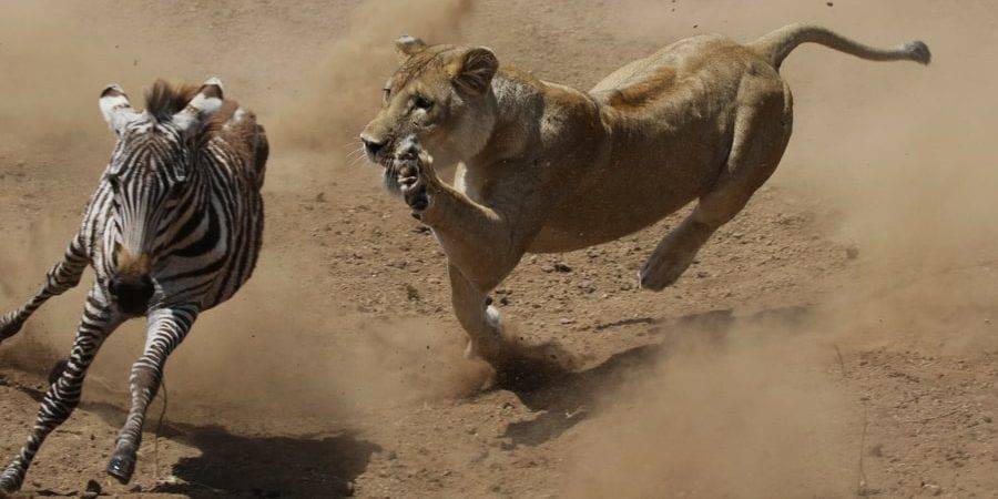 como cazan los leones - Qué técnica utilizan los leones para cazar en la savana