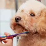 Cómo cortar el pelo de tu perro en casa de forma segura