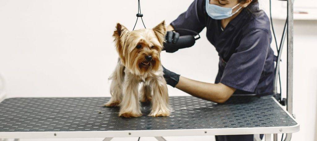 como cortar el pelo a un yorkie 1 - Cómo cortar el pelo a un Yorkshire Terrier por primera vez