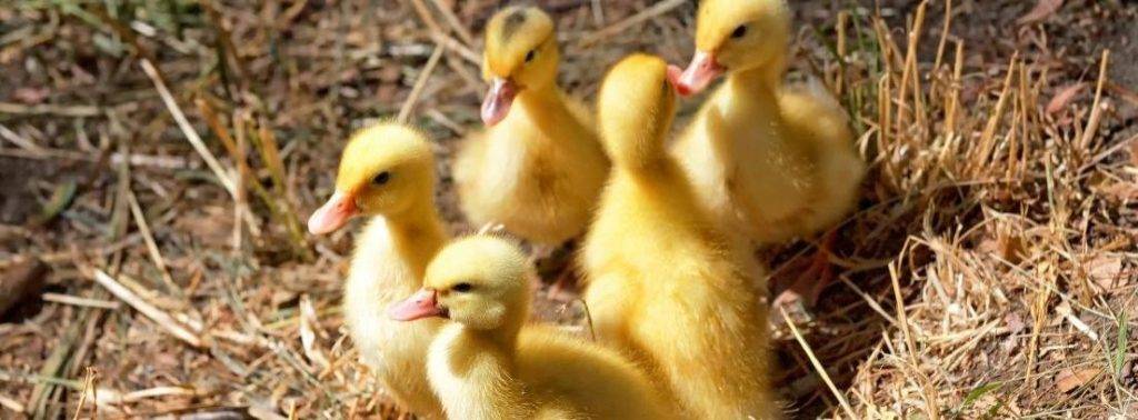 como cuidar a un patito - Cómo cuidar adecuadamente a los patos como mascotas domésticas