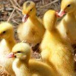 Cómo cuidar adecuadamente a los patos como mascotas domésticas