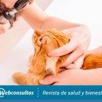 Cómo tratar la conjuntivitis en gatos de forma natural