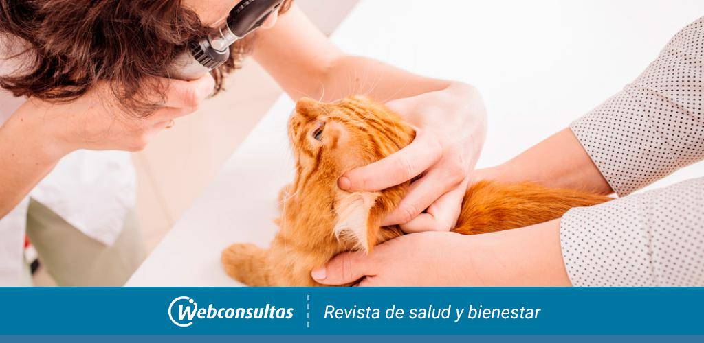 como curar conjuntivitis en gatos - Cómo tratar la conjuntivitis en gatos de forma natural