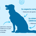 Cómo curar heridas en perros por leishmaniosis de forma natural