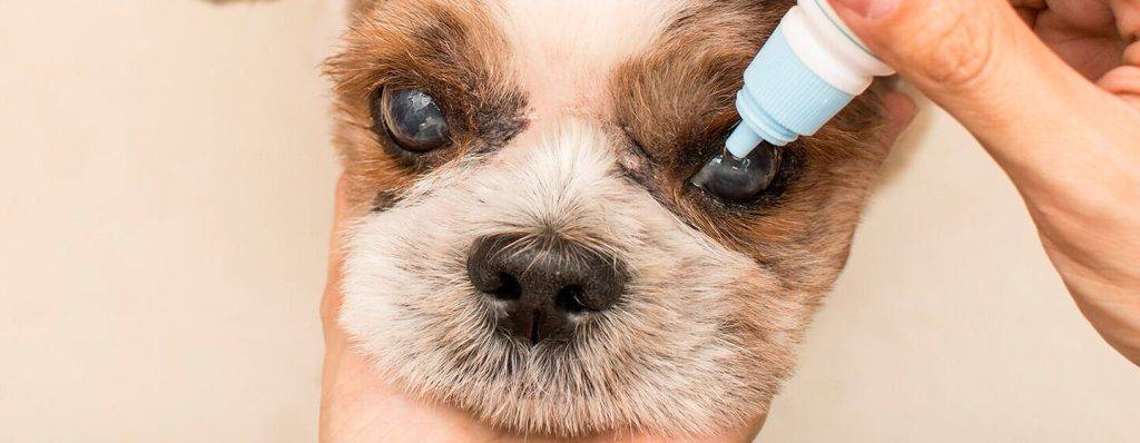 como curar la nube en el ojo de un perro - Cuál es el tratamiento para las cataratas en perros