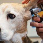 Tratamiento natural para otitis en perros en casa