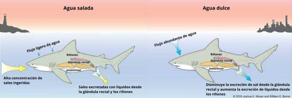 como da a luz un tiburon - Cuál es el proceso de reproducción de los tiburones