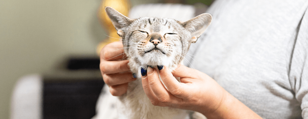 como dar jarabe a un gato que no quiere - Cómo administrar medicina líquida a un gato que se resiste