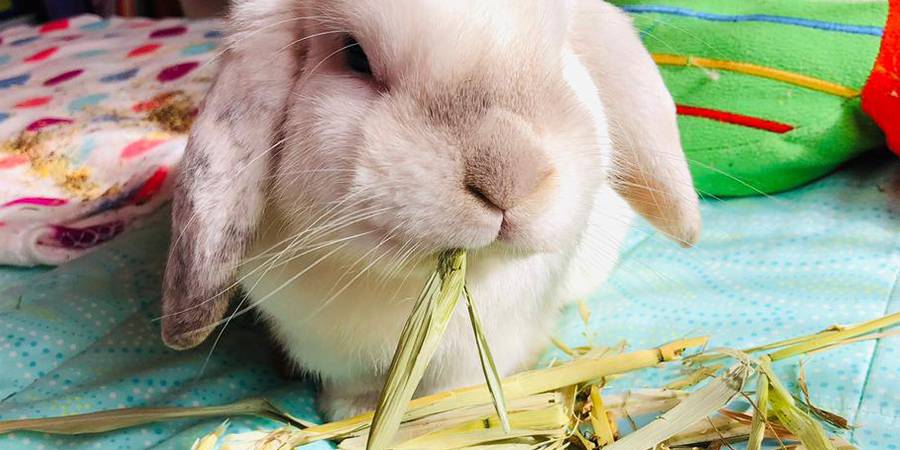 como darle heno al conejo - Cómo presentar heno a un conejo para fomentar su alimentación