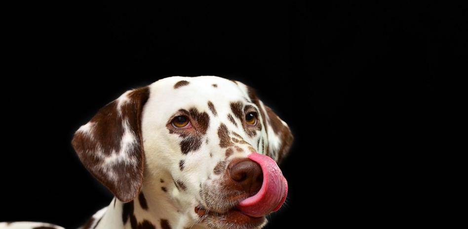 como darle kefir a mi perro - Pueden los perros comer kéfir de forma segura