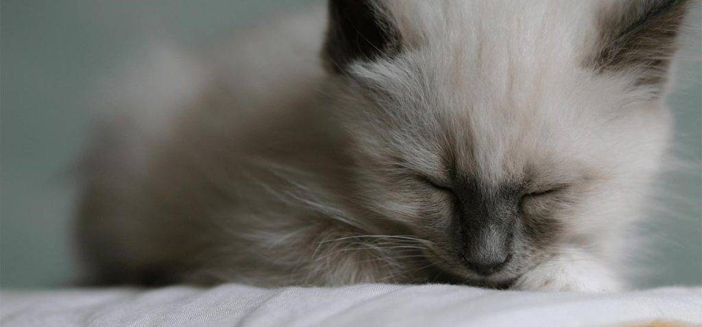 como dormir a un gato bebe - Cómo garantizar un sueño seguro a un gatito recién nacido