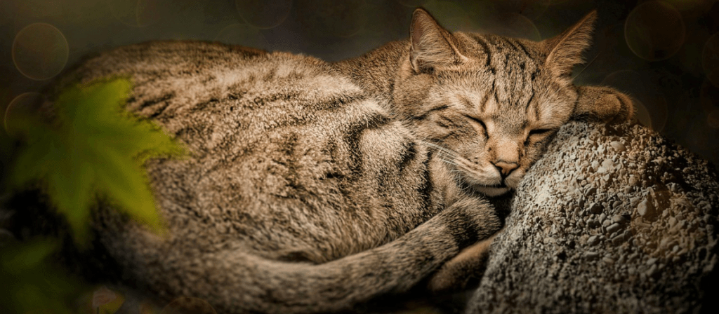 como dormir a un gato en 10 segundos - Cómo hacer que un gato se duerma en menos de 10 segundos