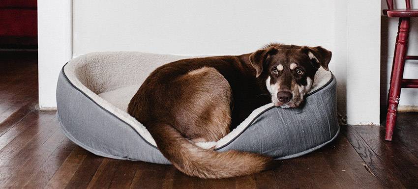 como duerme un perro con dolor - Cómo detectar si mi perro está experimentando dolor