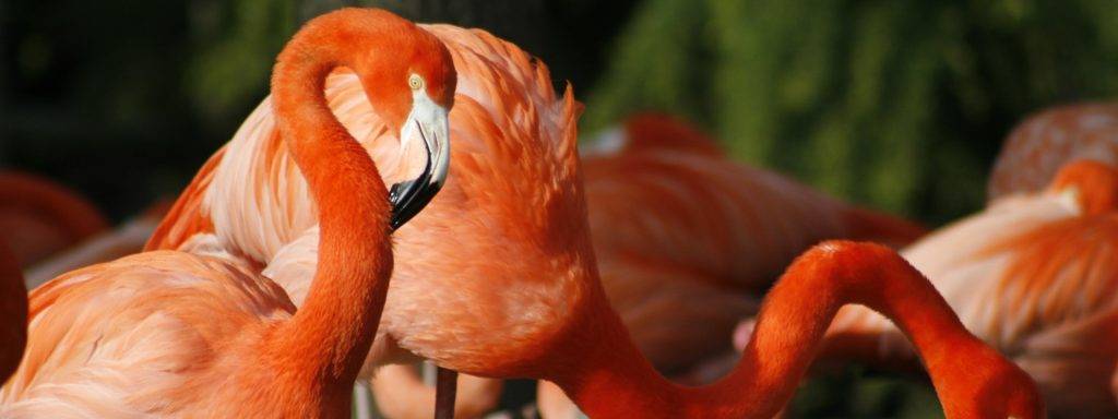 como duermen los flamencos - Cuál es la peculiar forma en la que los flamencos duermen