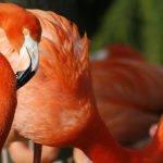 Cuál es la peculiar forma en la que los flamencos duermen