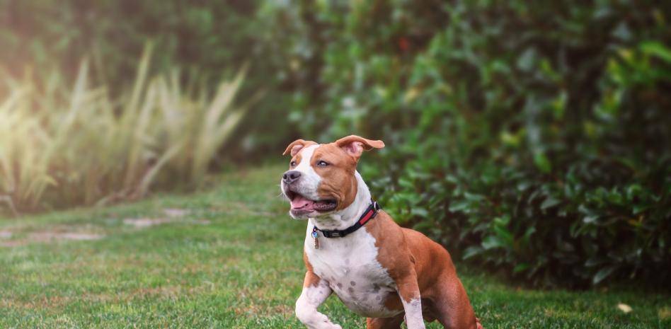 como educar a un american stanford - Cómo adiestrar a un American Staffordshire Terrier