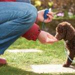 Cómo educar a un caniche toy de manera adecuada