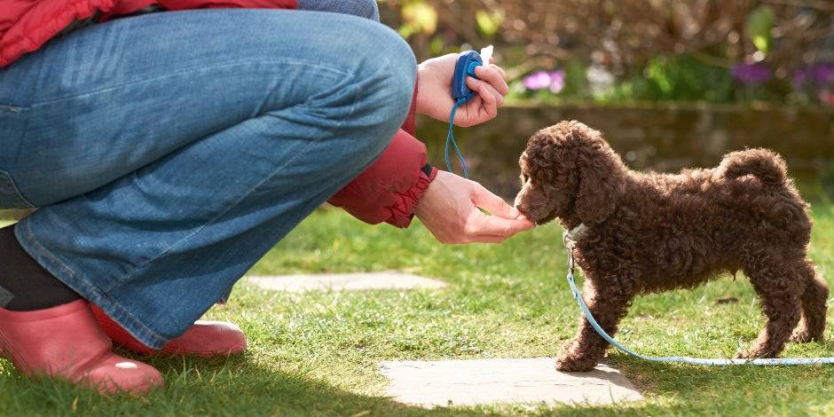 como educar a un caniche toy - Cómo educar a un caniche toy de manera adecuada