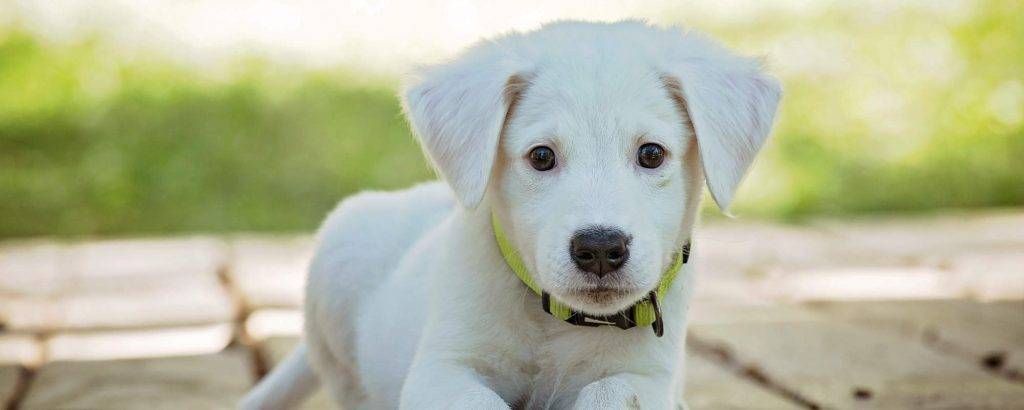 como educar a un chihuahua - Consejos para educar a un chihuahua: lo esencial a aprender