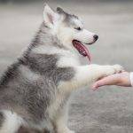 Cómo educar a un husky siberiano de forma adecuada